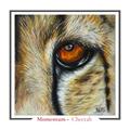 Cheetah Greeting card - Momentum