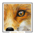 Red Fox Greeting card - Intuition