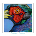 Pheasant Greeting card - Presence