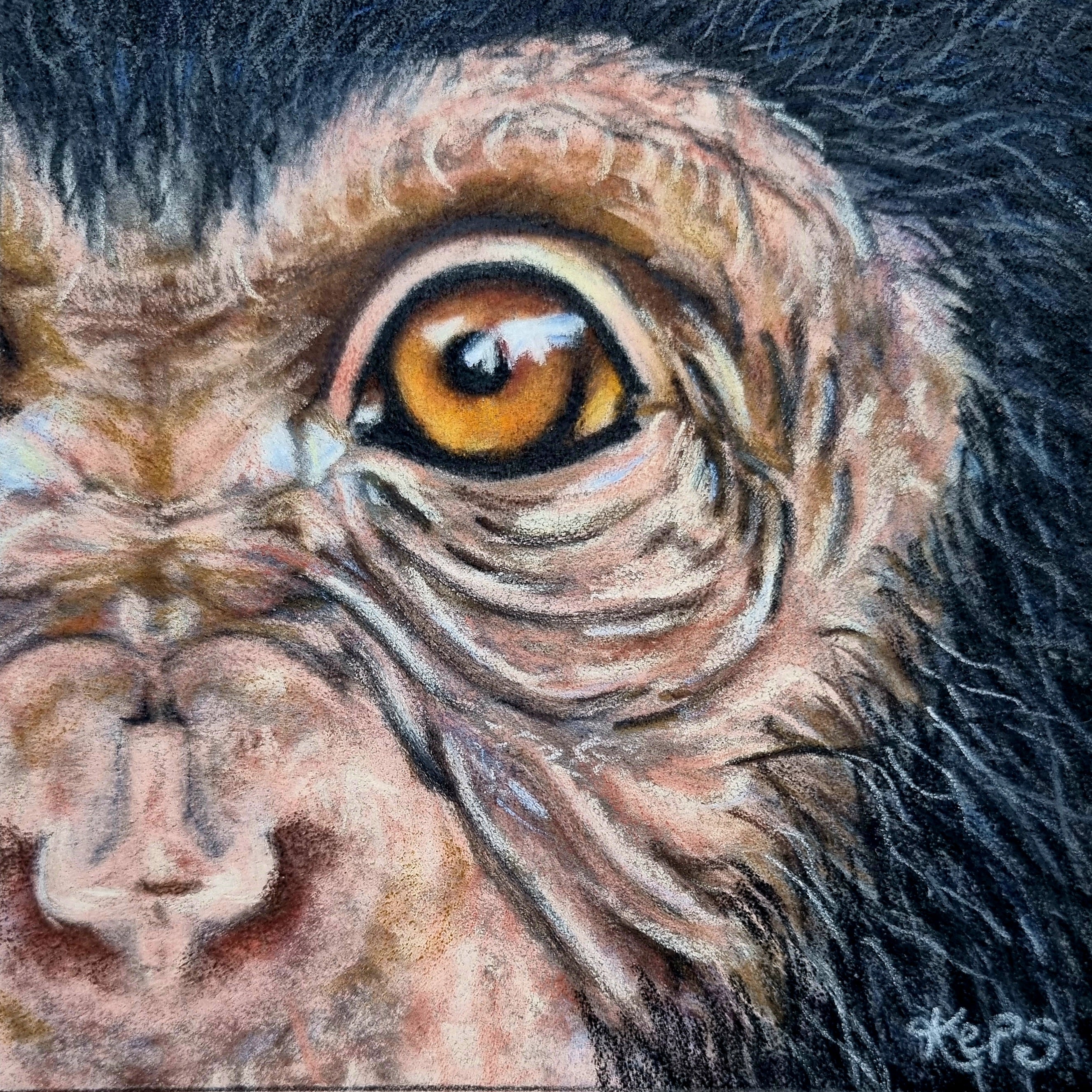 Chimpanzee Fine Art Print – Connection