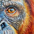 Orangutan Fine Art Print – Wisdom