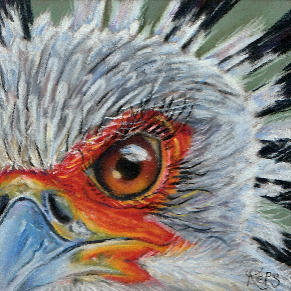SECRETARY BIRD - Precision  - Original framed coloured pencil drawing