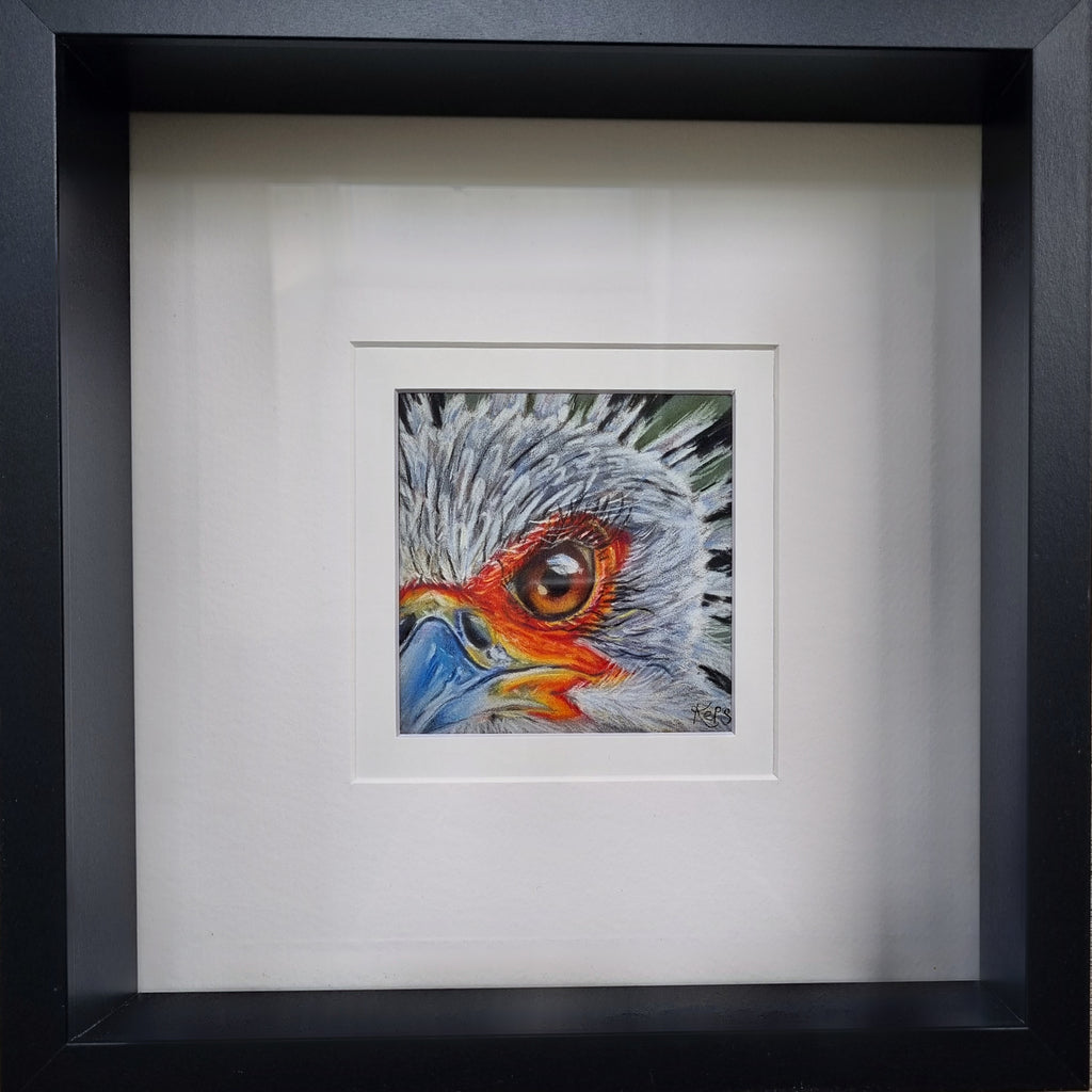 SECRETARY BIRD - Precision  - Original framed coloured pencil drawing