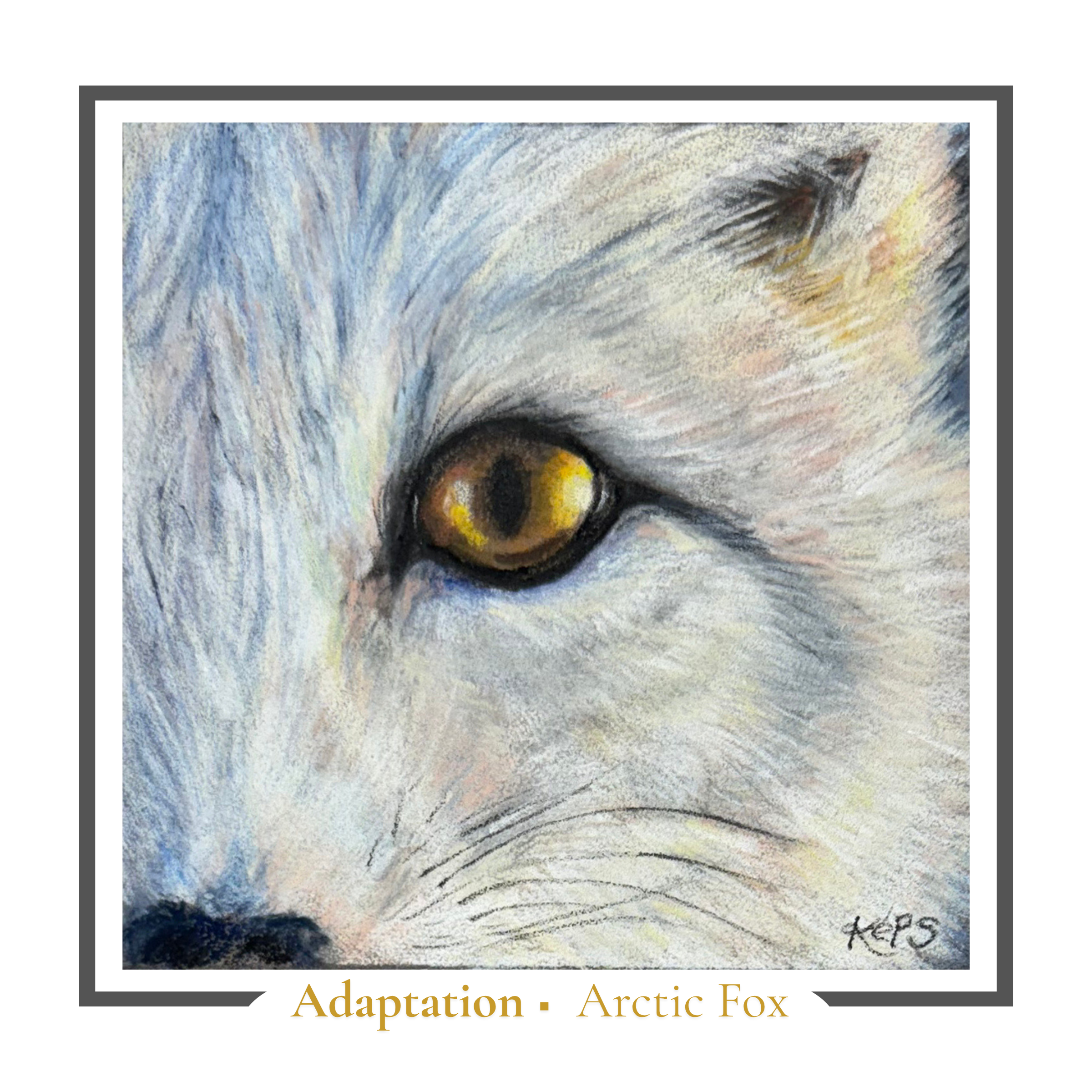 Arctic Fox Greeting card - Adaptation