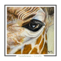 Close-up coloured pencil drawing of a giraffe's eye representing the quality of gentleness.
