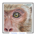 Macaque Greeting card - Curiosity