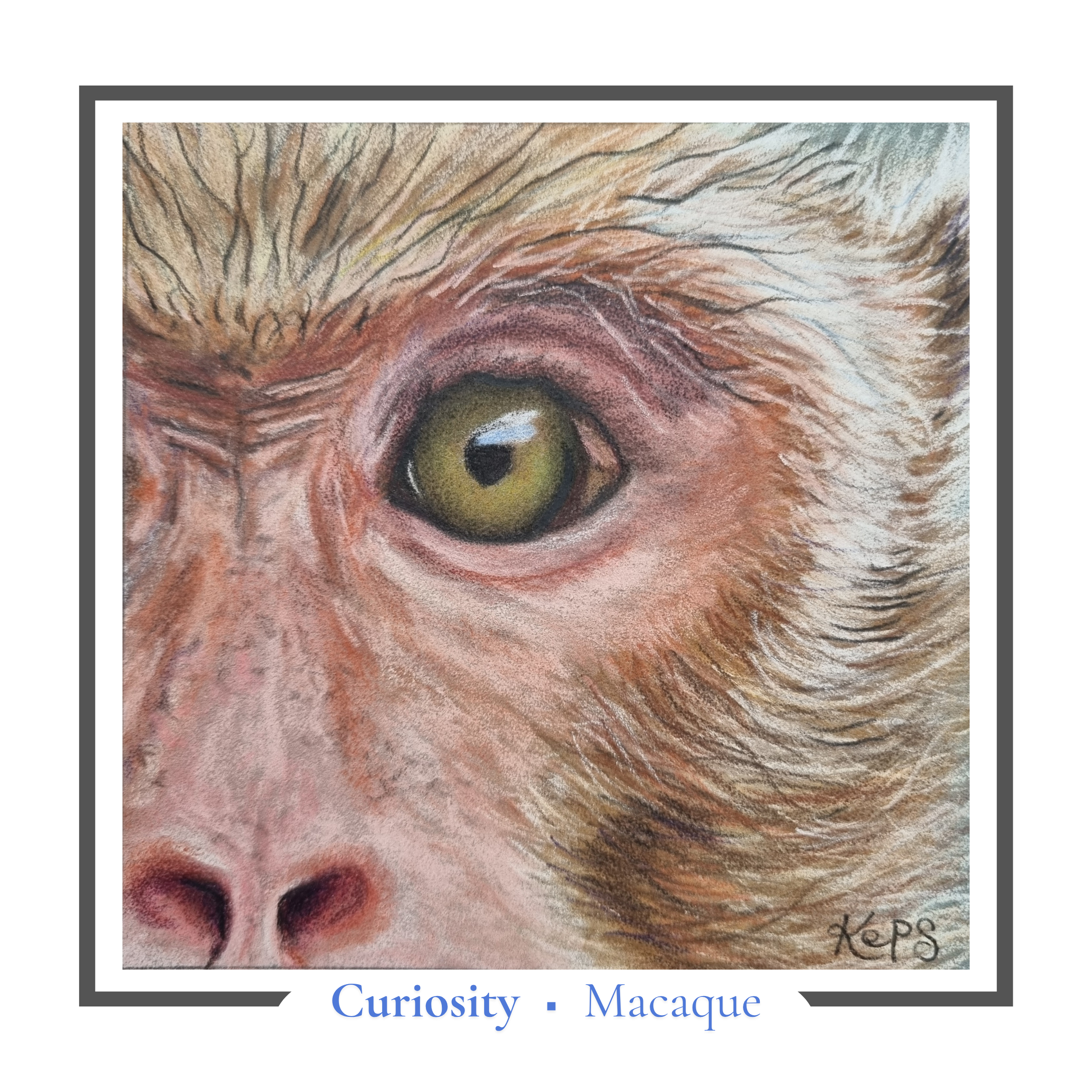 Macaque Greeting card - Curiosity