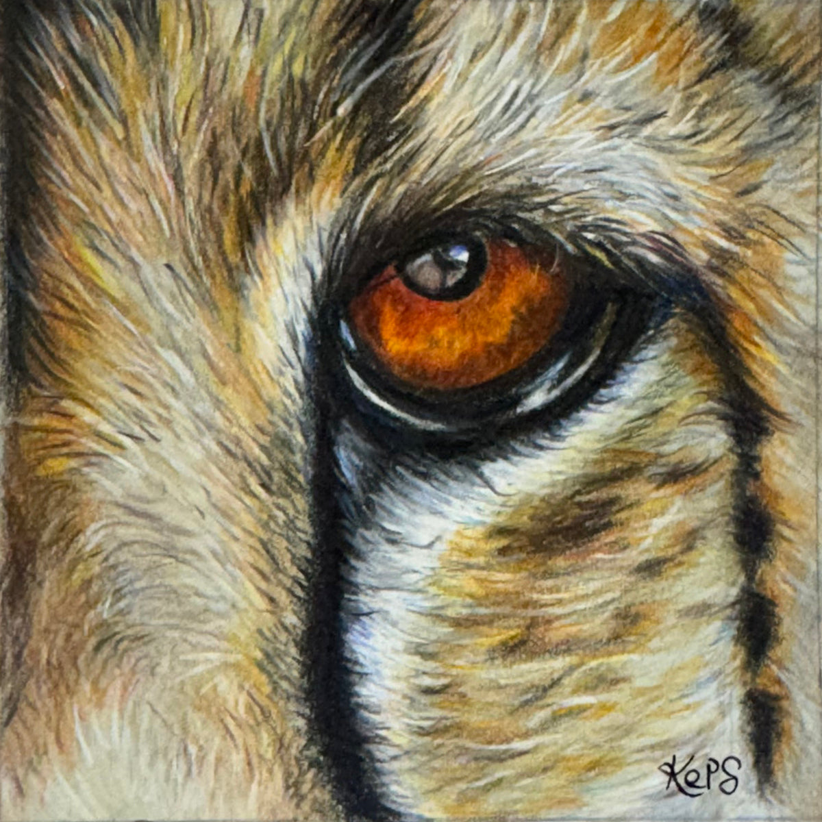 Cheetah Fine Art Print – Momentum