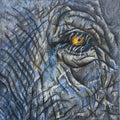 Elephant Fine Art Print – Memory