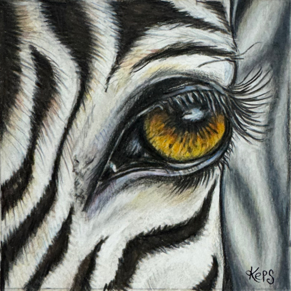 Close-up coloured pencil drawing of a zebra eye representing the quality of compassion.