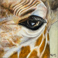 Close-up coloured pencil drawing of a giraffe eye representing the quality of gentleness.