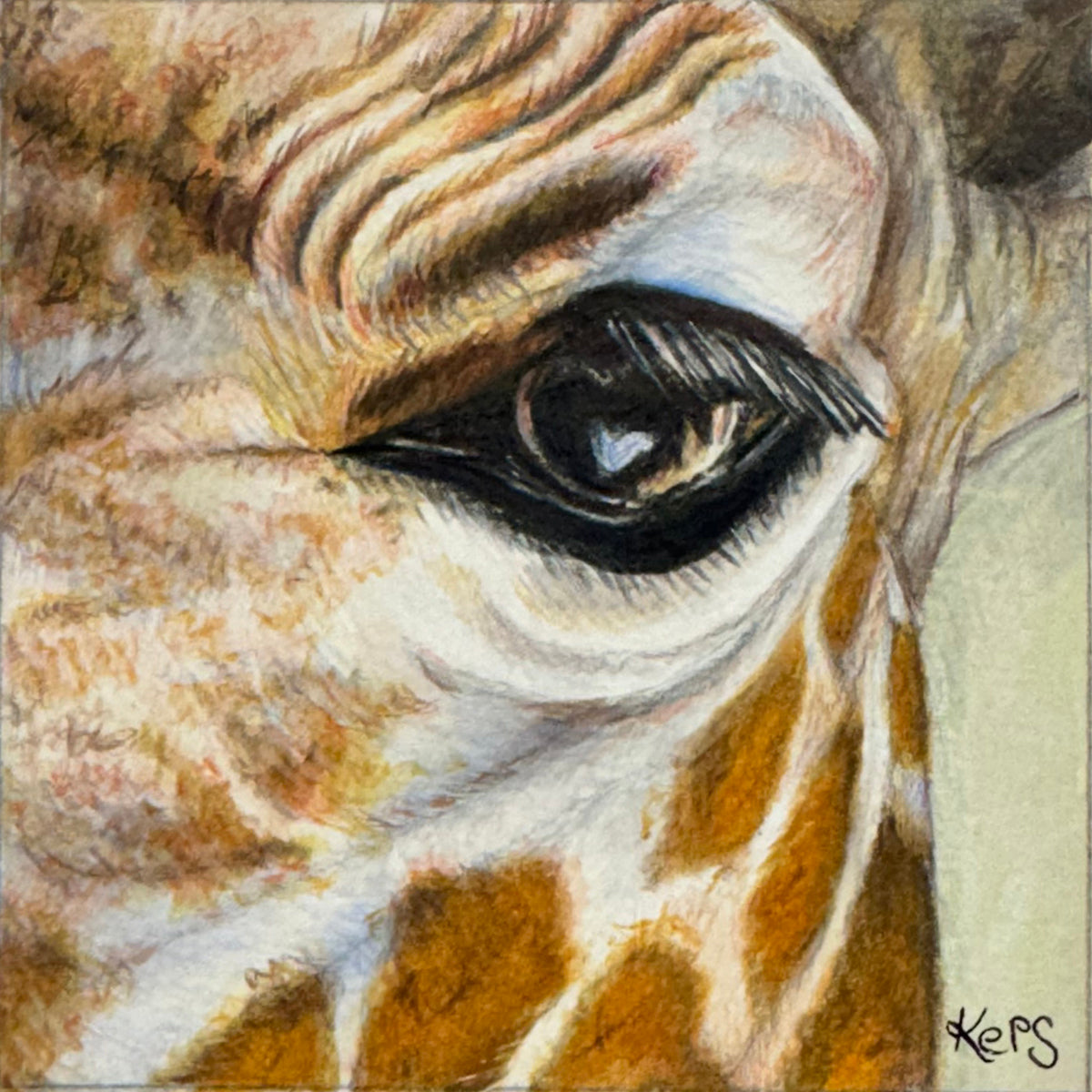 Close-up coloured pencil drawing of a giraffe eye representing the quality of gentleness.