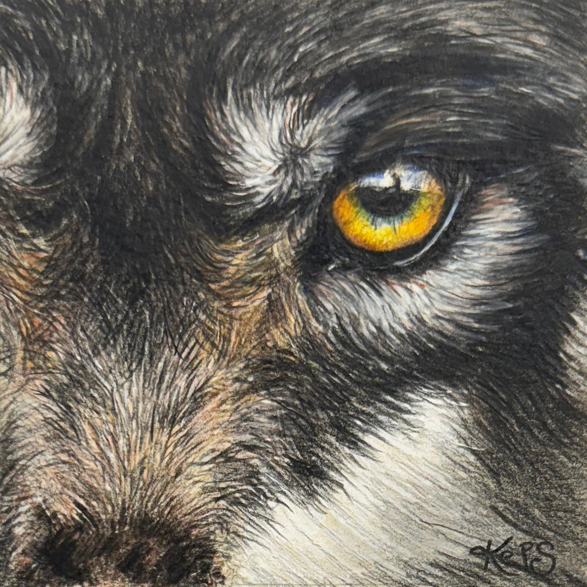 Wolf Fine Art Print – Belonging