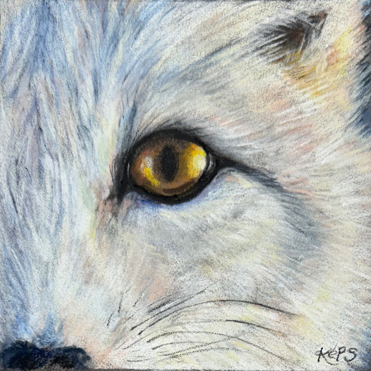 Arctic Fox Fine Art Print – Adaptation