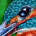 Kingfisher Fine Art Print – Focus