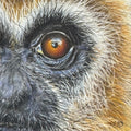 Close-up coloured pencil drawing focusing on a gibbon's eye, representing the emotion Possibility by Kathryn Elise.