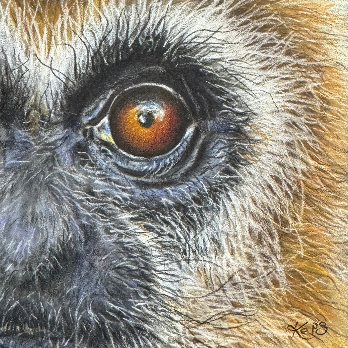 Close-up coloured pencil drawing focusing on a gibbon's eye, representing the emotion Possibility by Kathryn Elise.