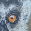 Close-up coloured pencil drawing focusing on a lemur eye, representing the emotion alertness by Kathryn Elise.