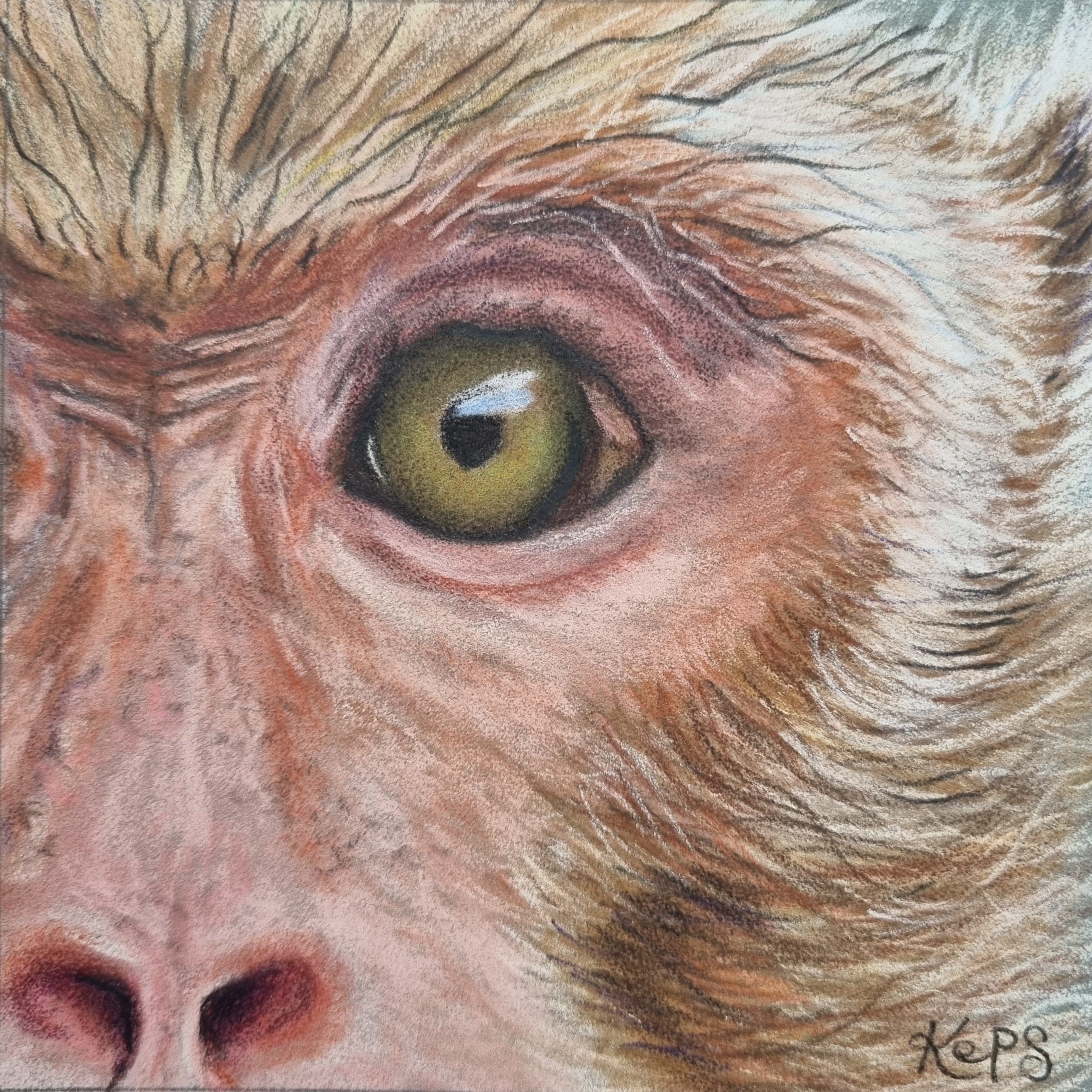 Close-up coloured pencil drawing focusing on a macaque eye, representing the emotion curiosity by Kathryn Elise.