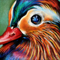 Mandarin Duck Fine Art Print – Harmony