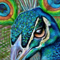 Peacock Fine Art Print – Radiance