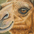 Camel Fine Art Print – Perseverance