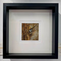 JACKAL - Resourceful    - Original framed coloured pencil drawing   (The Shared Instinct Collection)