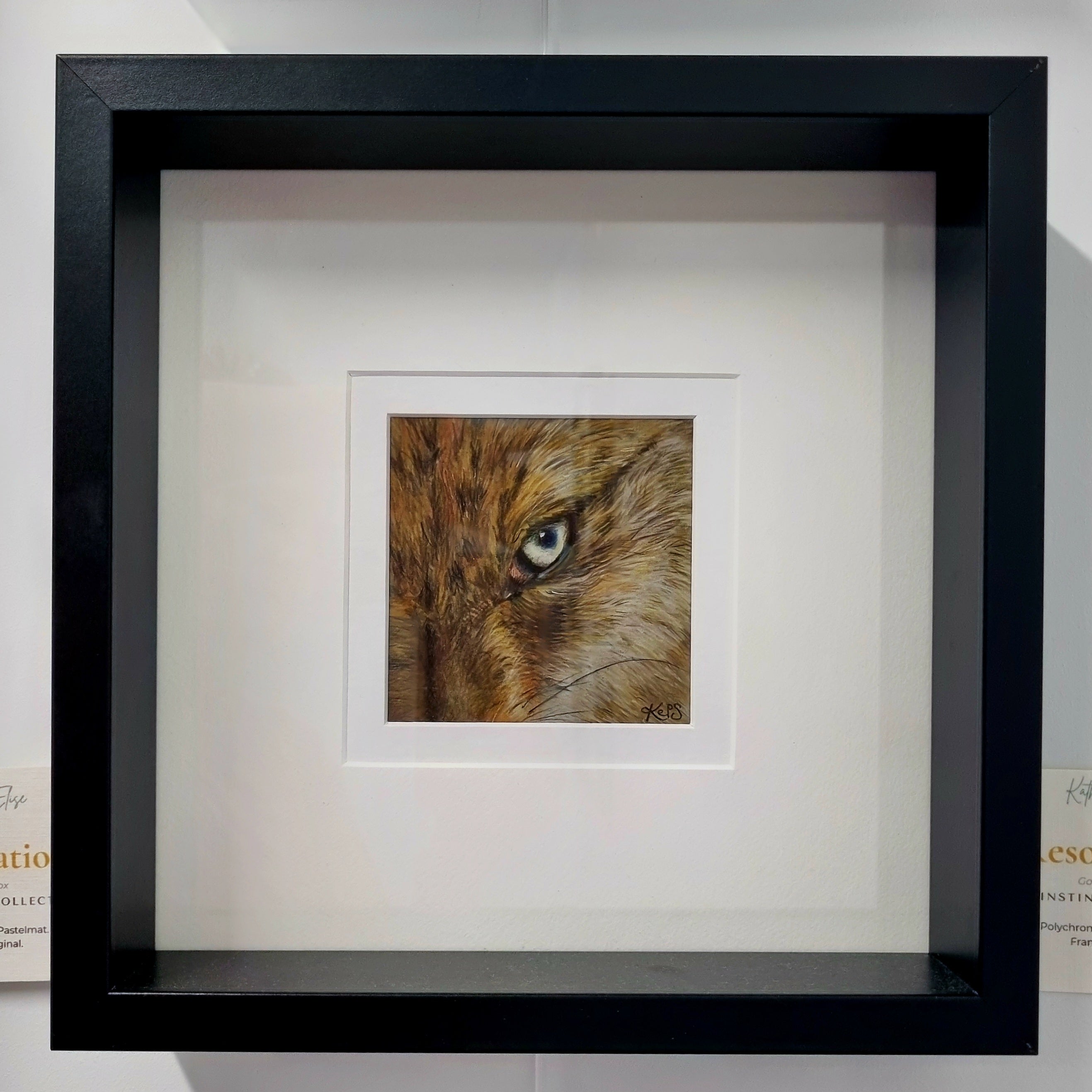 JACKAL - Resourceful    - Original framed coloured pencil drawing   (The Shared Instinct Collection)