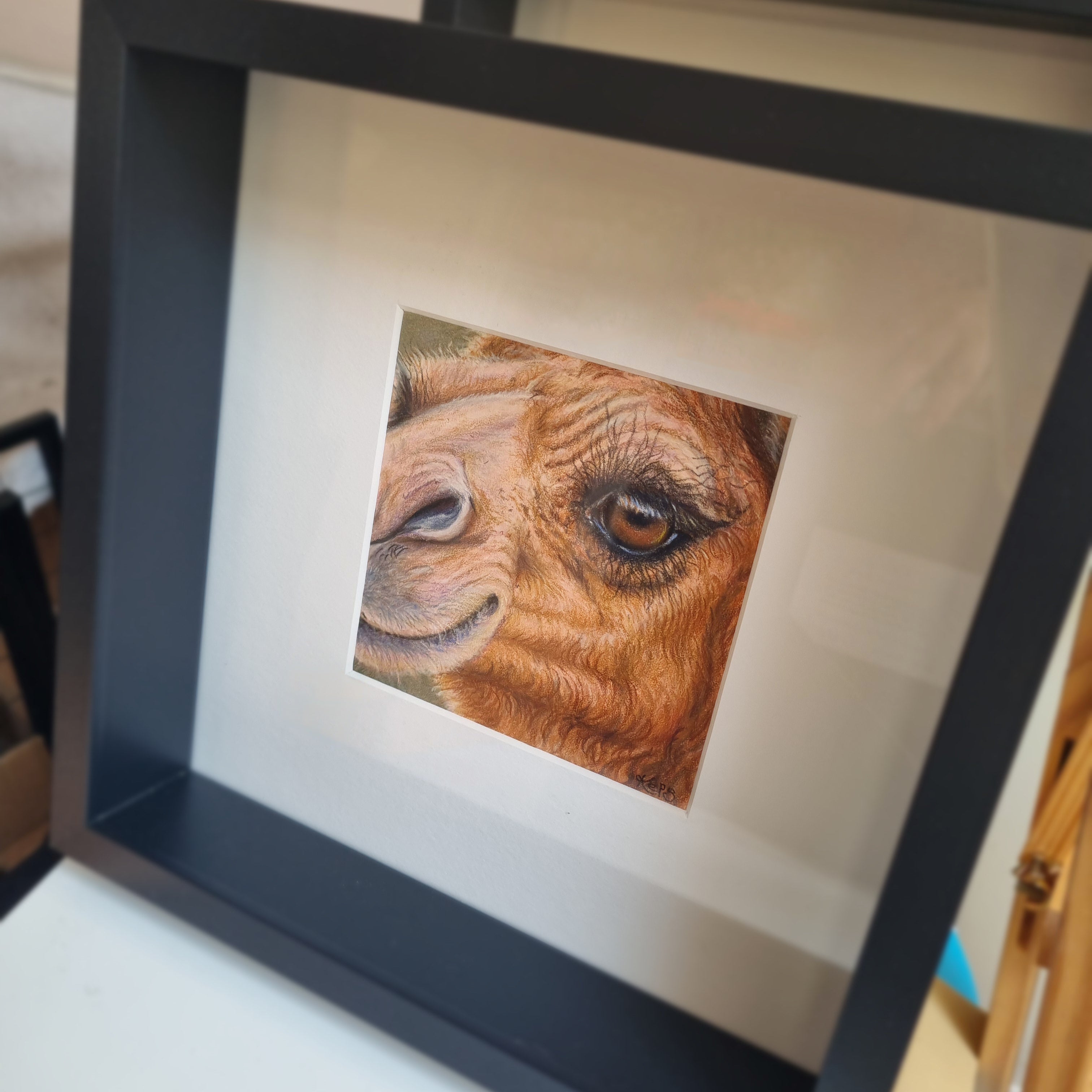 CAMEL - Perseverance - Original framed coloured pencil drawing (The Wild Journey Collection)