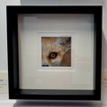 FENNEC FOX - Sensitivity   - Original framed coloured pencil drawing   (The Shared Instinct Collection)