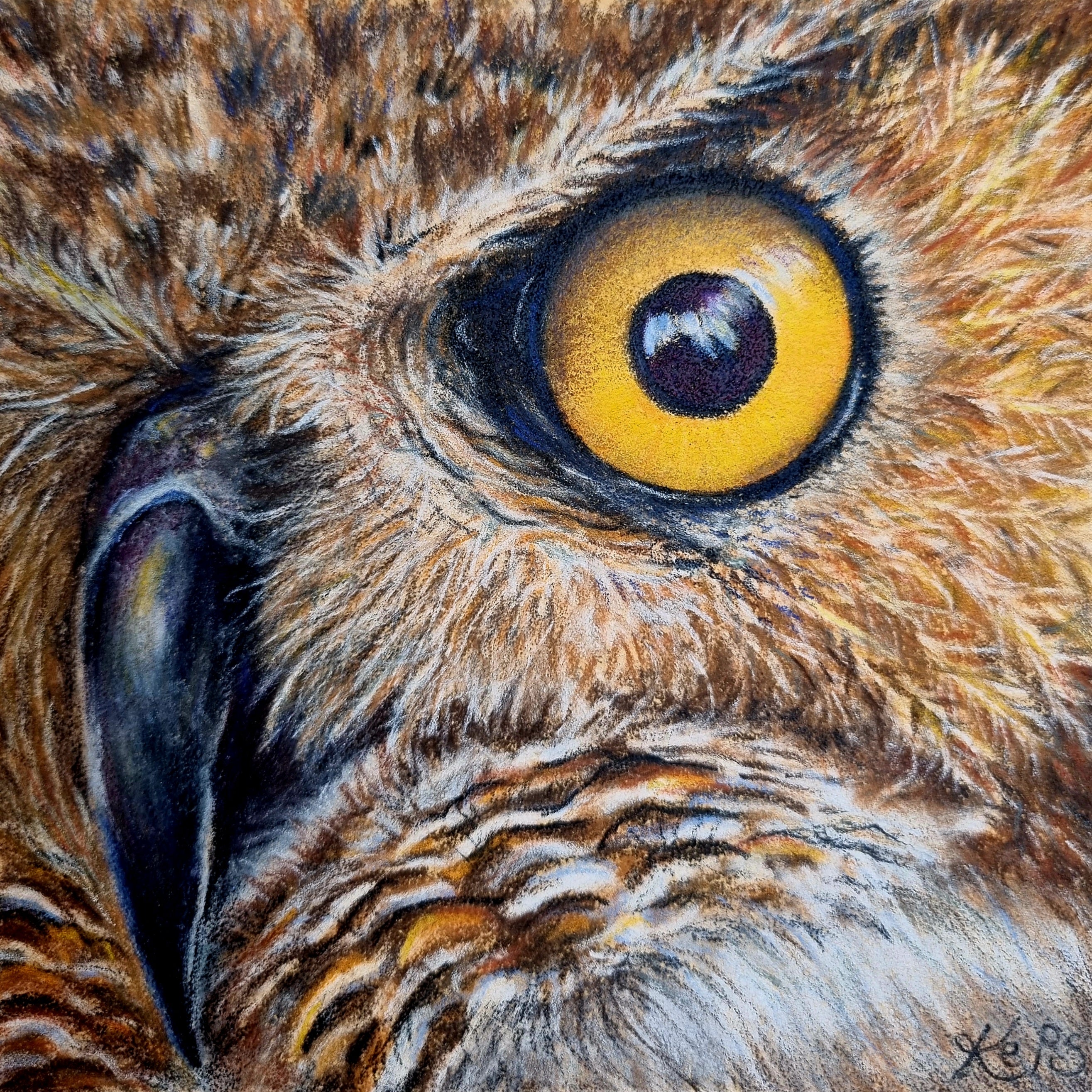 Owl Fine Art Print – Insight