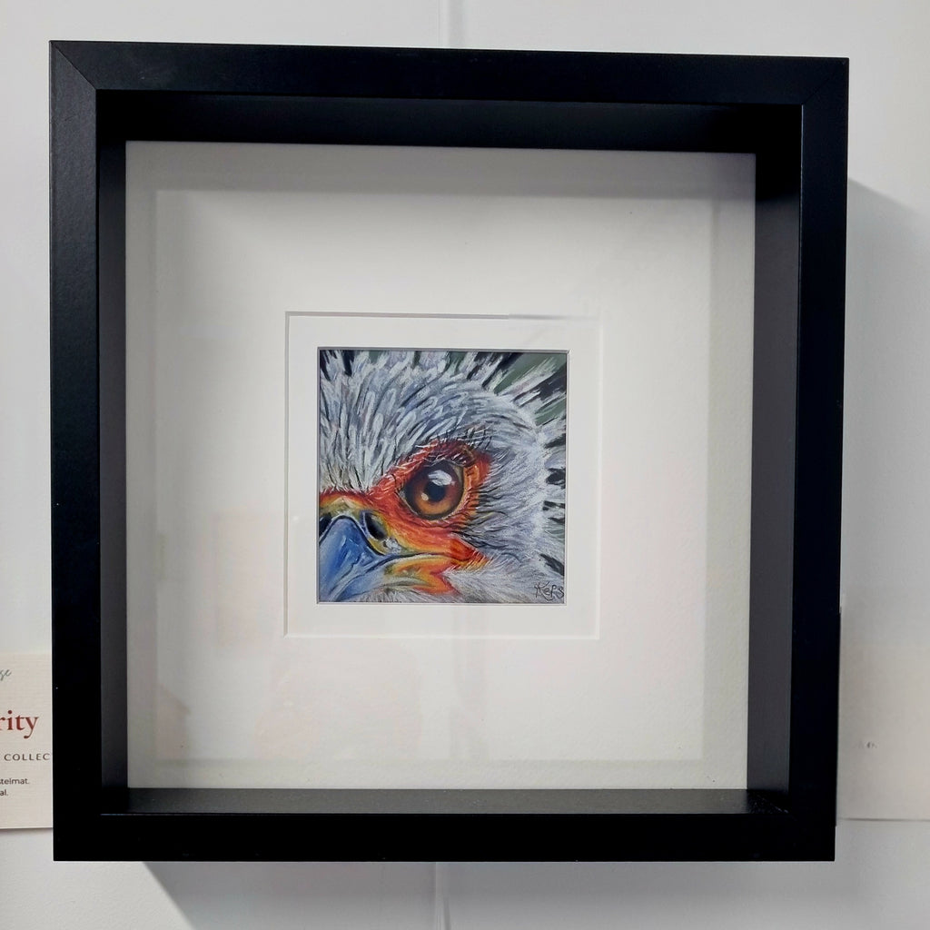 SECRETARY BIRD - Precision  - Original framed coloured pencil drawing