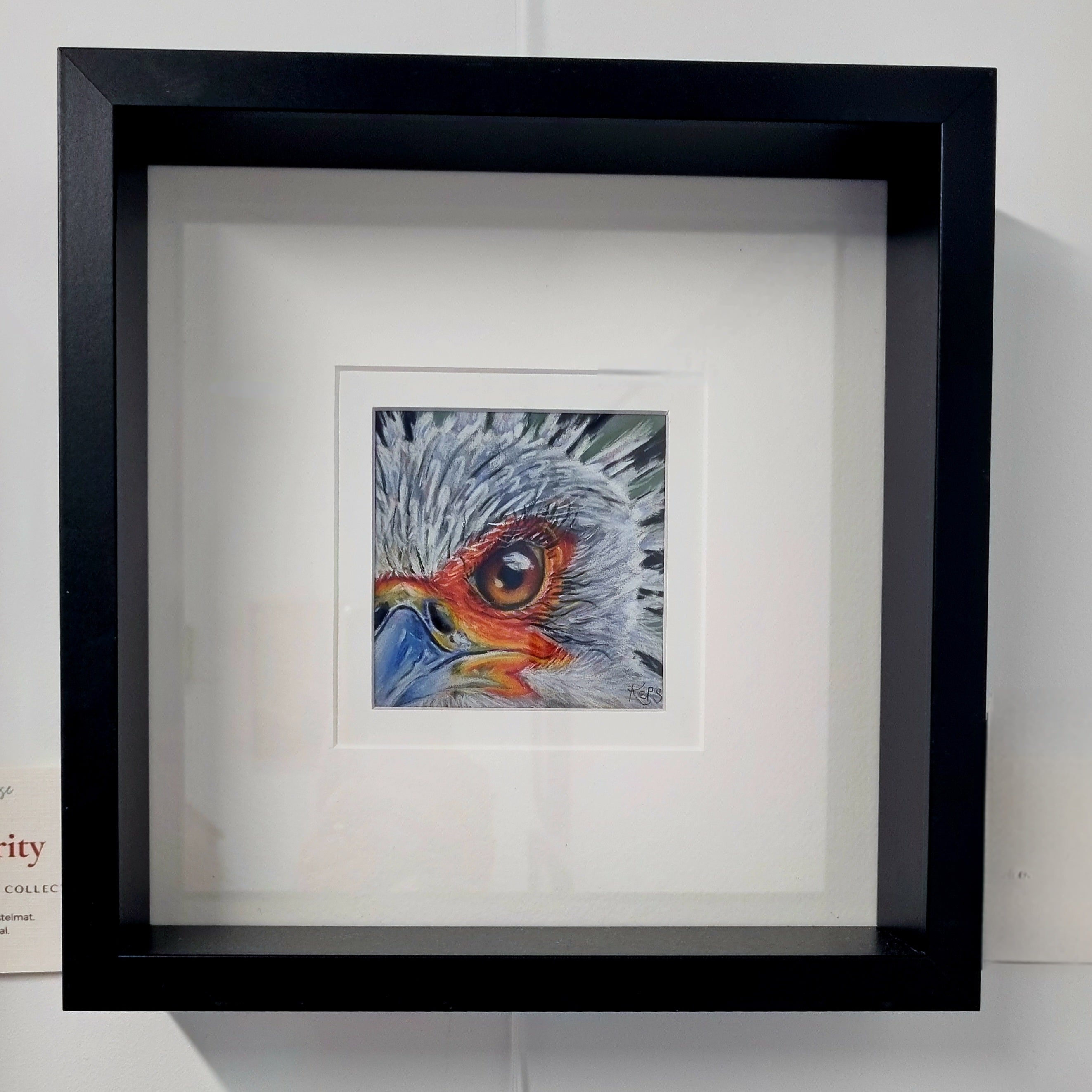 SECRETARY BIRD - Precision  - Original framed coloured pencil drawing