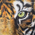Tiger Fine Art Print – Intensity